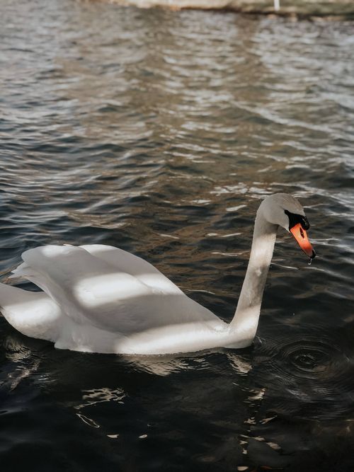 Free A beautiful swan with orange beak swimming gracefully on a calm lake surface. Stock Photo