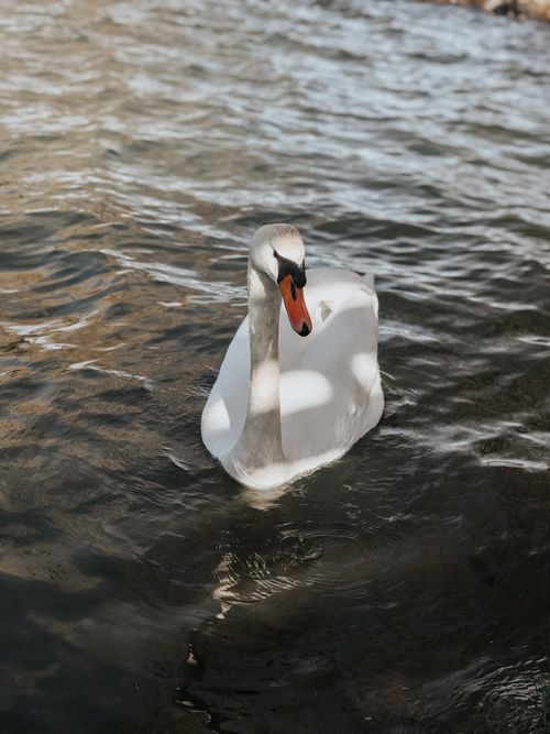Free Serene white swan swimming in a tranquil lake on a sunny day. Stock Photo