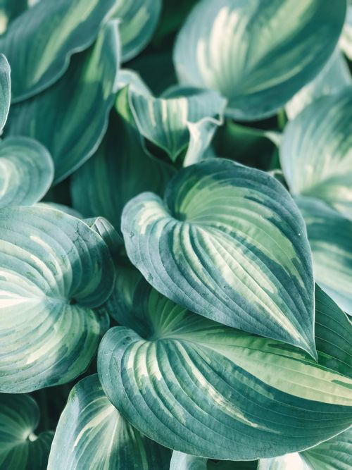 Free Detailed view of vibrant green Hosta leaves showcasing unique texture and patterns. Stock Photo