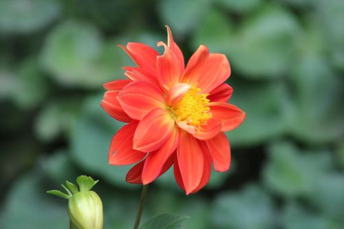 Free Beautiful close-up of a blooming orange dahlia flower against a blurred green background. Stock Photo