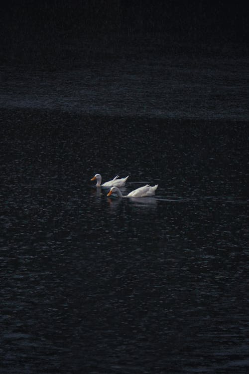 Základová fotografie zdarma na téma hustý déšť, kachny, labuť