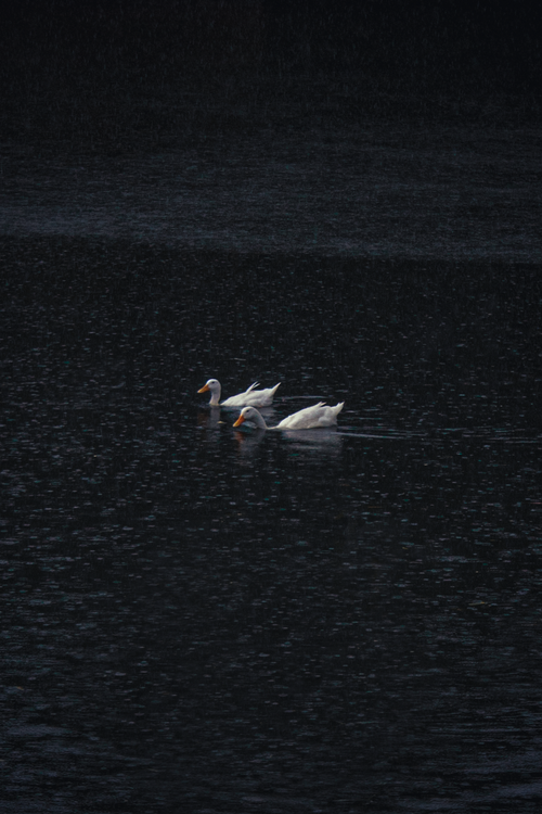 Free Ducks in Rain Stock Photo