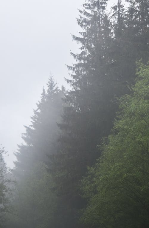 Tall Conifer Trees in the Forest
