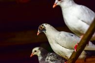A close-up view of pigeons perched indoors in a low light setting.