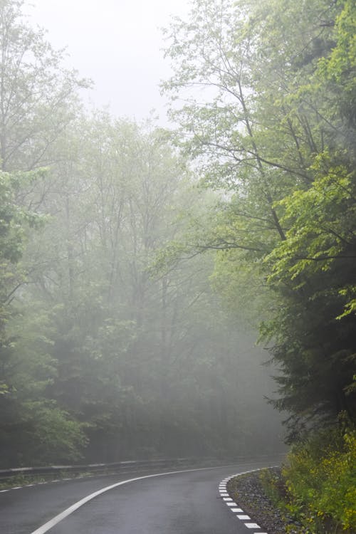 Immagine gratuita di alberi verdi, campagna, nebbia