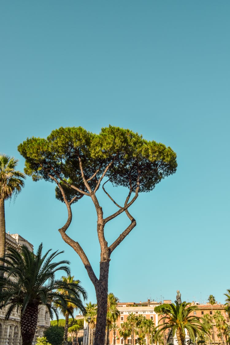 Green Tree Under The Blue Sky