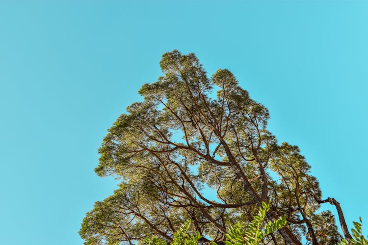 Green Tree Under The Blue Sky