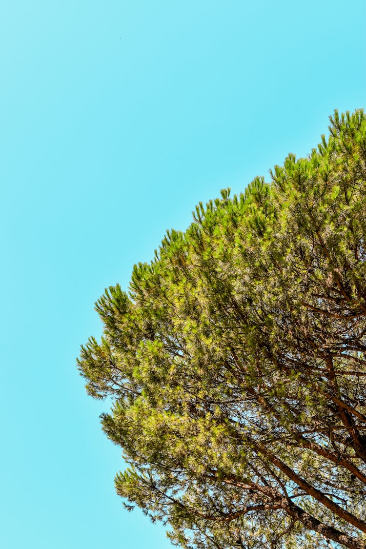 Green Tree Under The Blue Sky