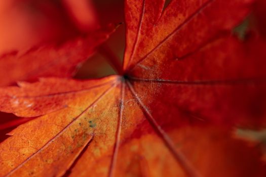 Detailed macro shot of a vibrant red maple leaf showcasing intricate vein patterns in fall.