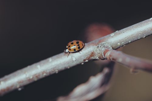 Free Macro shot of a ladybug on a branch, highlighting nature's detail and beauty. Stock Photo