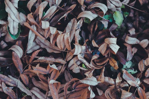 Gratis stockfoto met aarde, detailopname, gedroogde bladeren