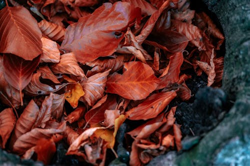 çekilmiş, kahverengi yapraklar, kapatmak içeren Ücretsiz stok fotoğraf