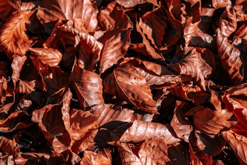 Immagine gratuita di avvicinamento, buchi, foglie marroni