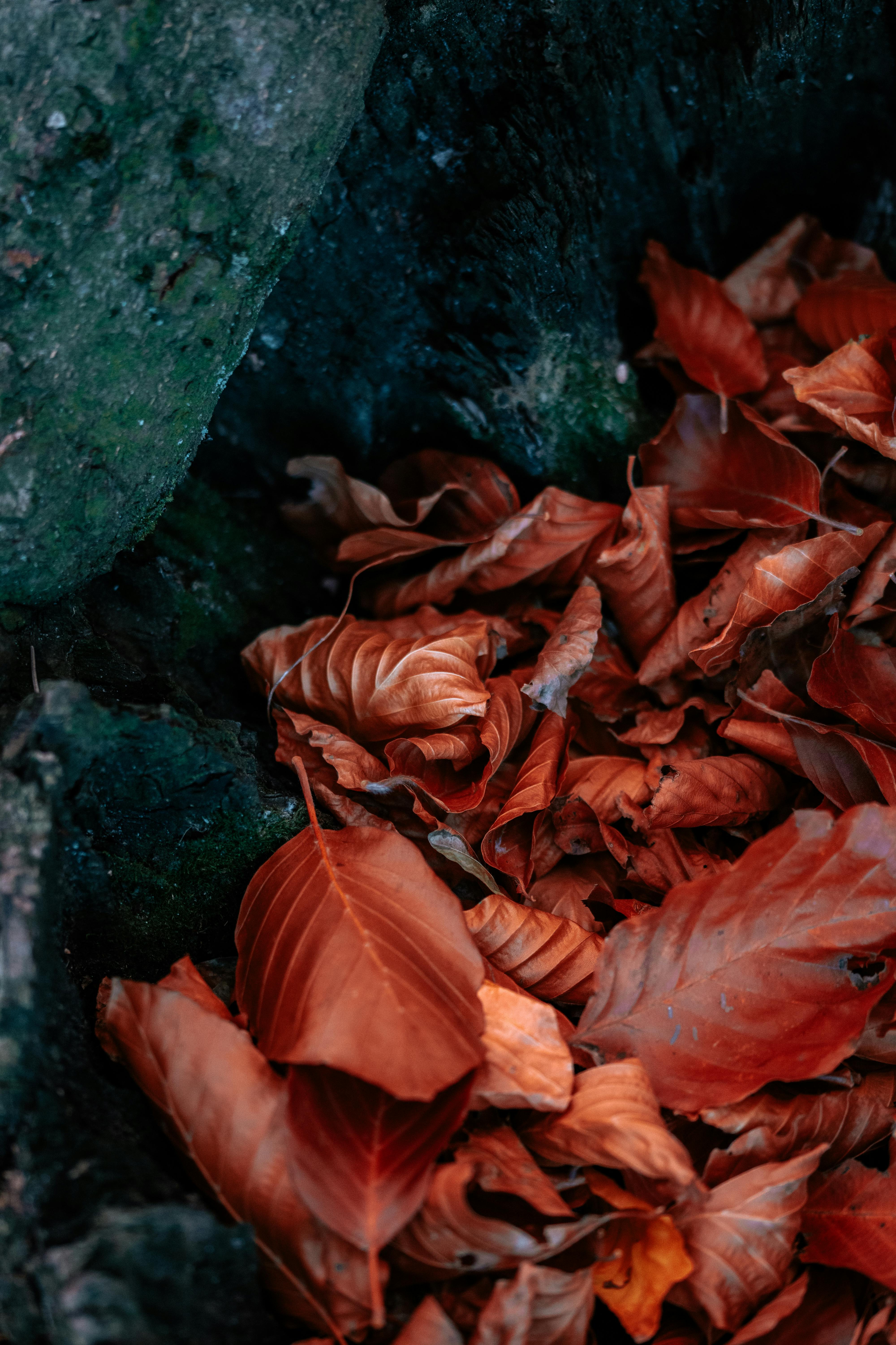 Free Stock Photo of Dried leaves background  Download Free Images and Free  Illustrations