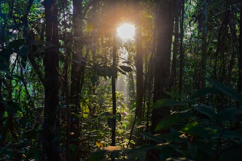 Free Sun Rays Passing Through Forest Trees  Stock Photo