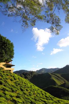 A lush tea plantation on rolling hills beneath a vibrant blue sky with clouds.