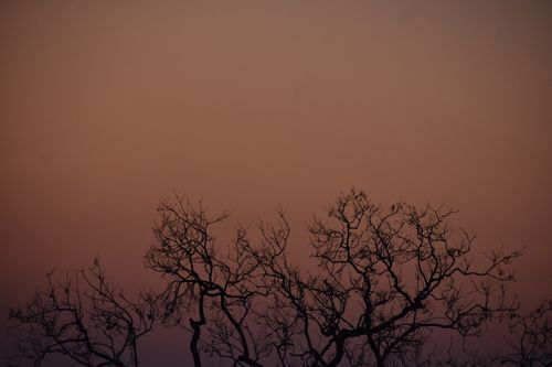Free Silhouette of leafless trees against a warm sunset sky in Odisha, India. Stock Photo