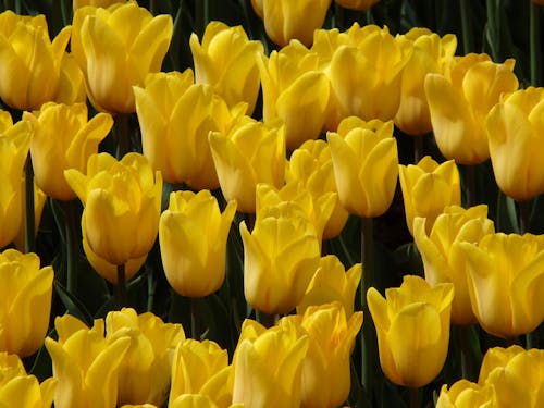 Close-Up Shot of Blooming Yellow Tulips