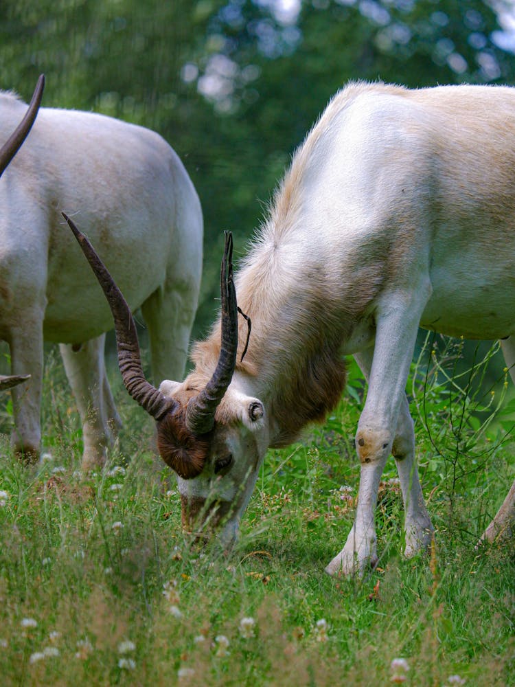 Addax Eating On Grass 