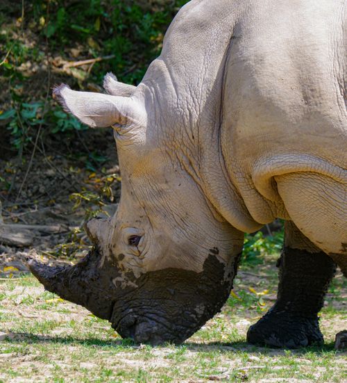 Free Close-up of a rhinoceros in a sunlit natural habitat, showcasing its powerful presence. Stock Photo