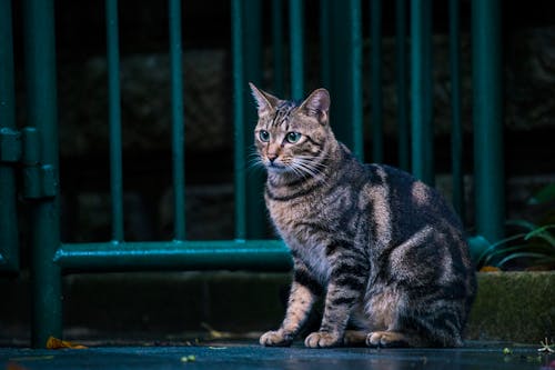 Brown Tabby Cat Sitzt In Der Nähe Von Steel Gate Im Freien