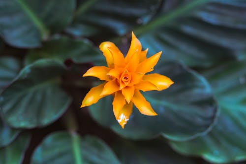 焦點攝影中的橙色花瓣花