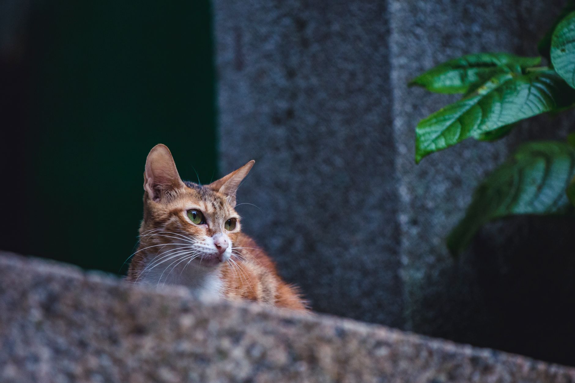 Veterinary care for a cat