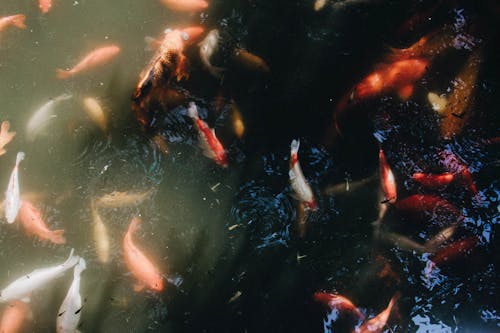水, 錦鯉, 魚 的 免費圖庫相片