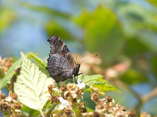 Close-Up Photo of Butterfly Perched on Flower Bud