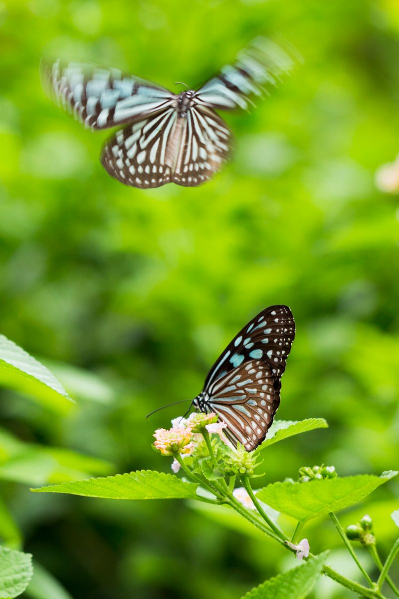 Mariposa azul con alas abiertas