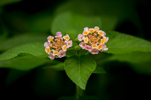 Shallow Focus Photography of Two Pink Flowers