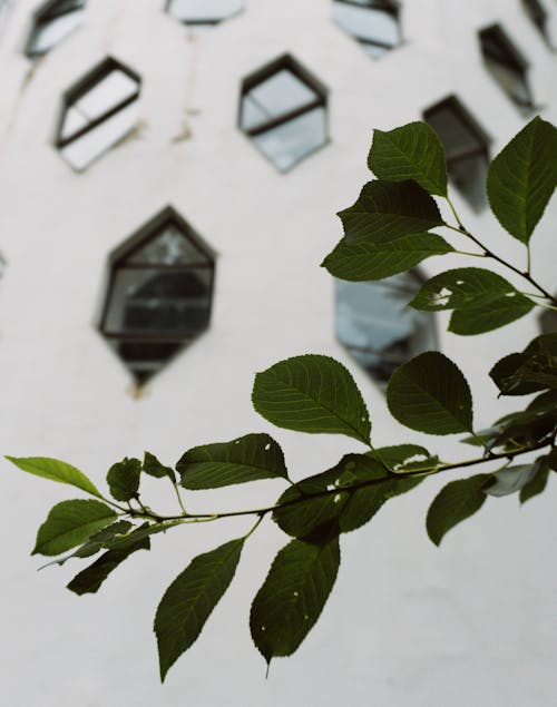 Бесплатное стоковое фото с ботанический, вертикальный выстрел, зеленый