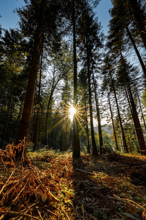 Photo of Forest During Daytime