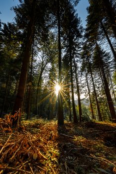 Sunlight filters through tall trees in a serene forest in Lausanne, Switzerland.