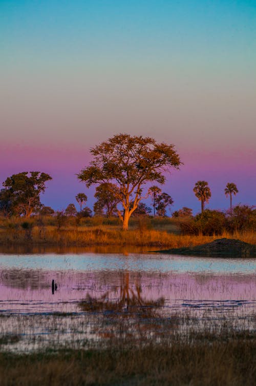 Free stock photo of african, beauty of nature, large tree