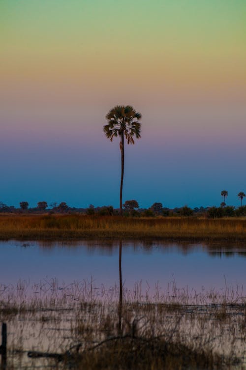 Free stock photo of african, beauty of nature, large tree