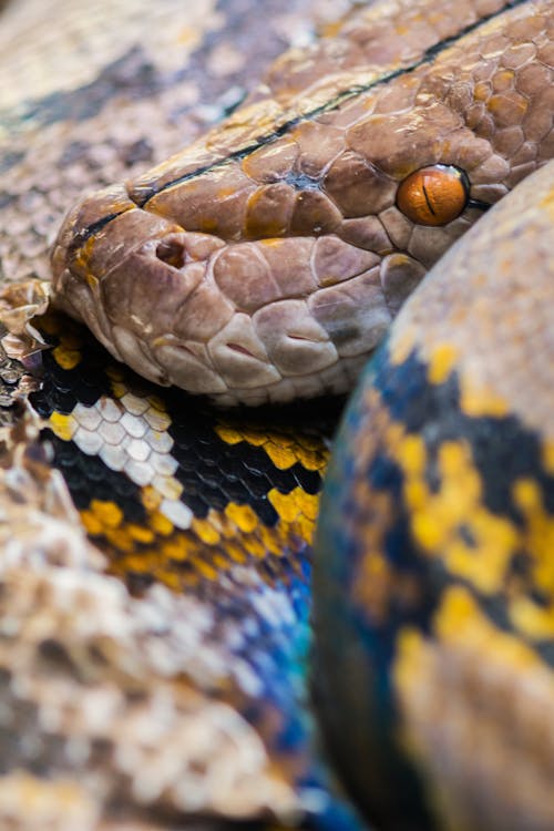 Free stock photo of animal, animal lover, python