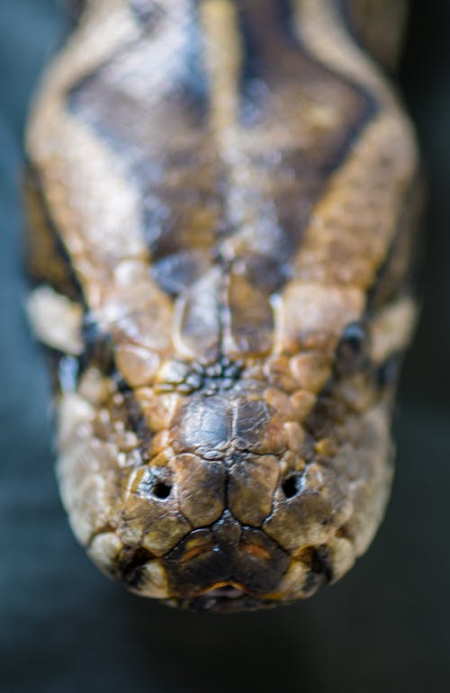 Darmowe zdjęcie z galerii z miłośnik zwierząt, python, wąż