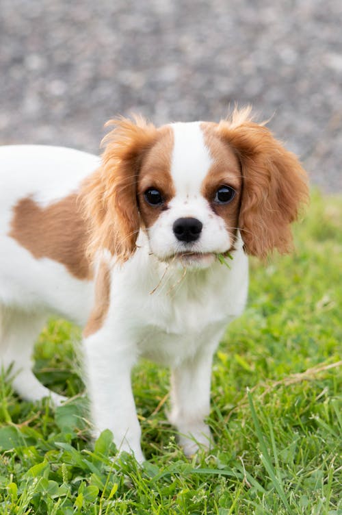 Close-Up Photo Of Dog on Grass