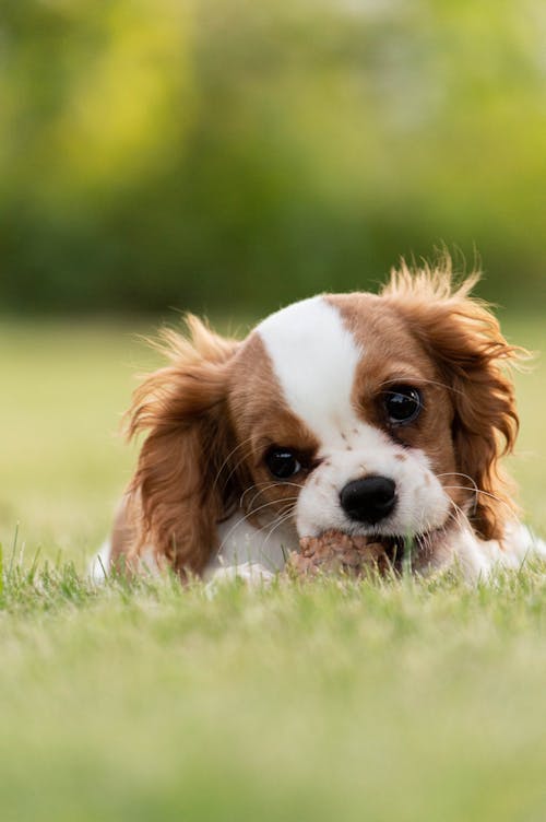 Close-Up Photo of Dog on Grass