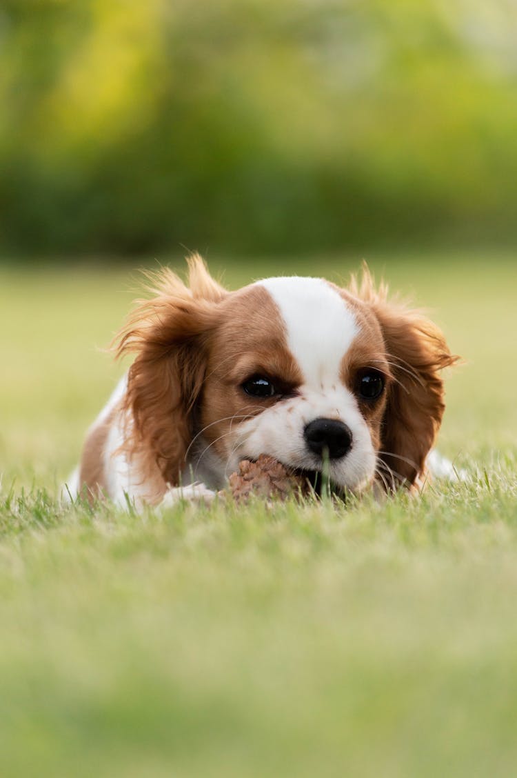 A Puppy On The Grass 