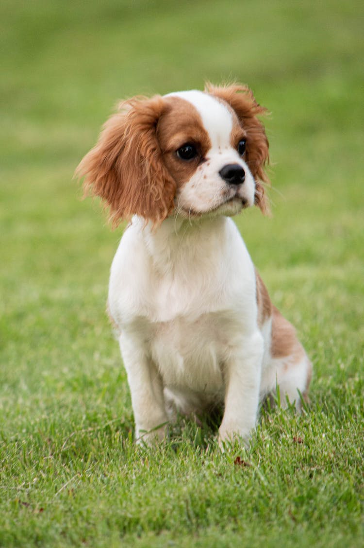 A Cavalier King Charles Spaniel On The Grass