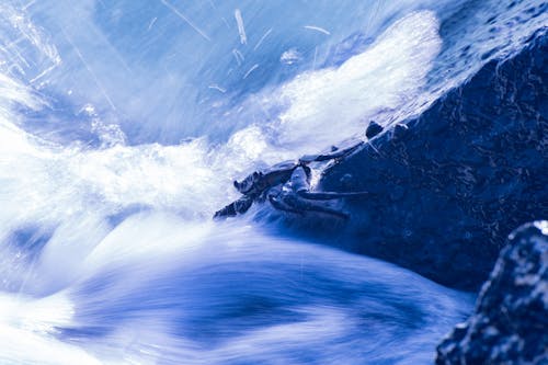 Kostenloses Stock Foto zu krabbe, meerestier, meerwasser