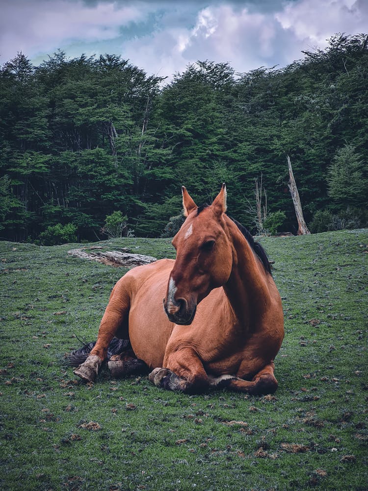 A Horse On The Grass 