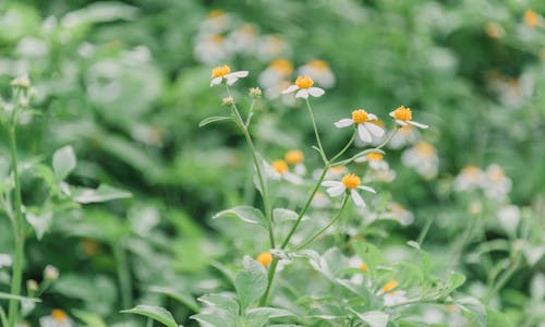 Shallow Focus Photography of Green Leafed Plants With White Flowers