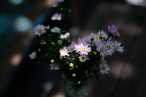 Fotobanka s bezplatnými fotkami na tému flóra, kvetinová fotografia, kvety
