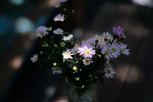 Free A delicate bouquet of daisies captured in soft natural light, showcasing their vibrant petals. Stock Photo
