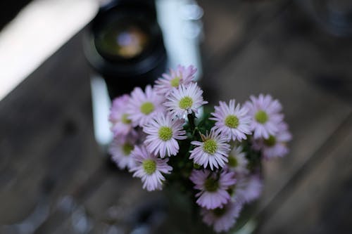 Fotobanka s bezplatnými fotkami na tému flóra, kvetinová fotografia, kvety