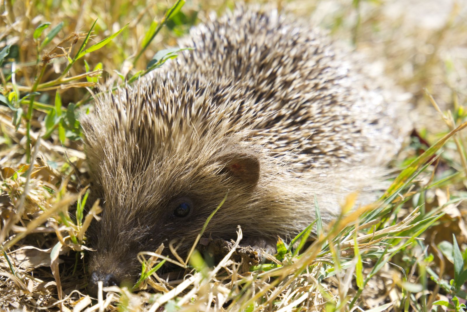 Grand Choupisson