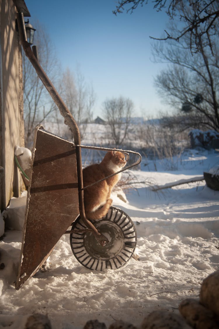 Cat Sitting On A Cart 